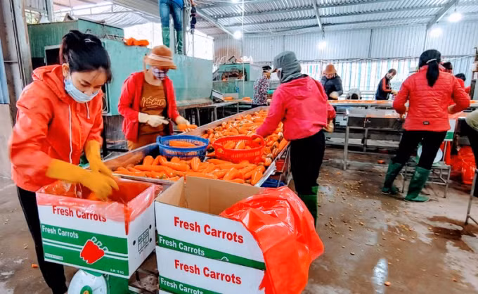 Hai Duong: le premier lot de carottes de l'année 2022 part en République de Corée ảnh 1