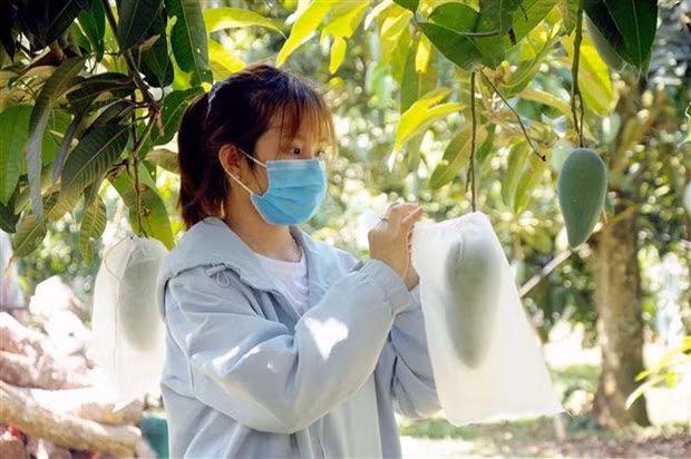 Le Royaume-Uni attache une importance à la coopération agricole avec le Vietnam ảnh 1
