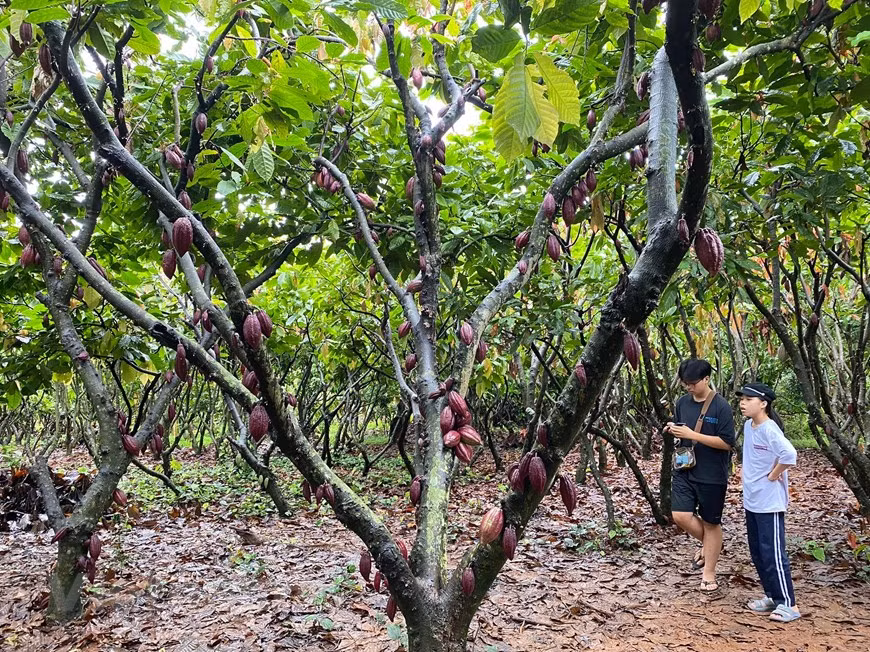 Flâner dans le jardin de cacaoyer à Buon Ma Thuot ảnh 1