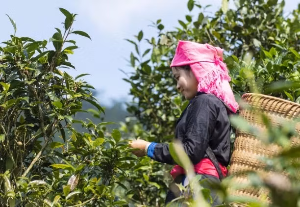 Le thé Shan Tuyet de Bac Ha, premier produit agricole organique du Vietnam exporté ảnh 1
