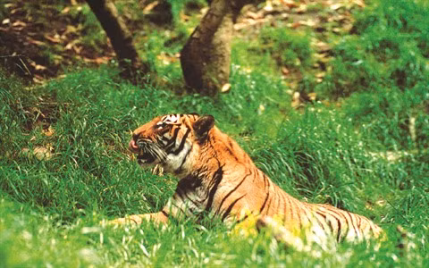 Chercher à sauver le tigre ảnh 1