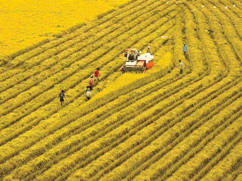 An Giang, un centre de transformation agroalimentaire du delta du Mékong en devenir ảnh 1
