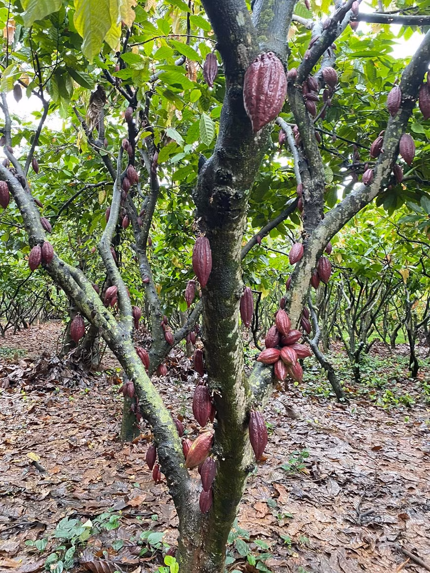 Flâner dans le jardin de cacaoyer à Buon Ma Thuot ảnh 3