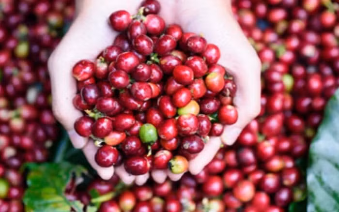 Les exportations de café de 2,6 milliards de dollars en sept mois ảnh 1