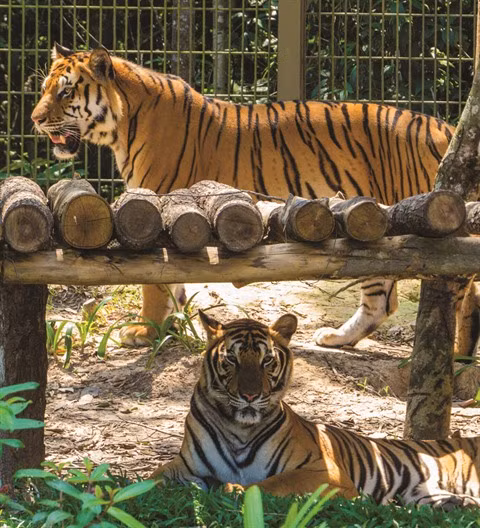 Chercher à sauver le tigre ảnh 2