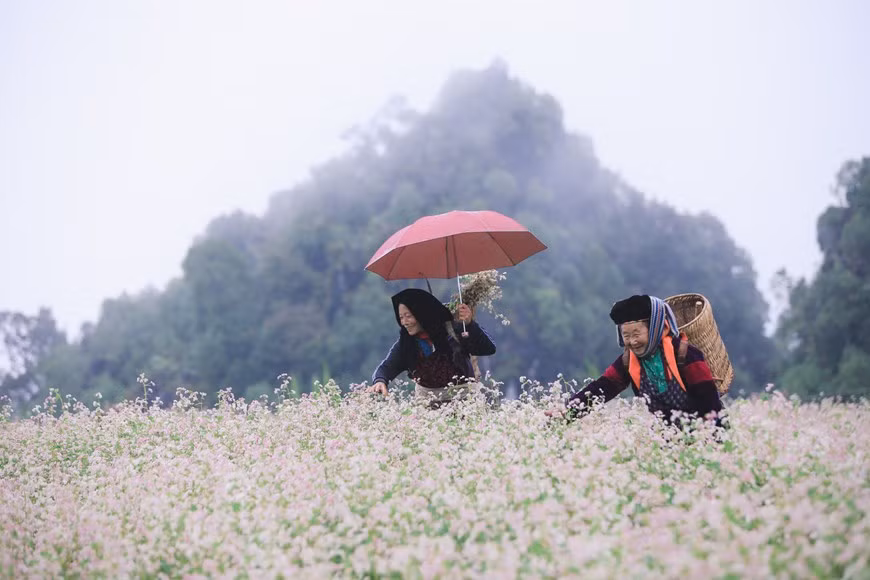 Une kyrielle d’activités attrayantes au Festival de la fleur de sarrasin 2022 à Ha Giang ảnh 1