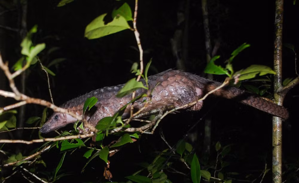 Le Parc national de Cuc Phuong reçoit deux animaux sauvages ảnh 2 Le Parc national de Cuc Phuong reçoit deux animaux sauvages ảnh 2