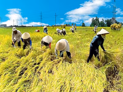 TPP : le delta du Mékong accélère sa restructuration agricole ảnh 1