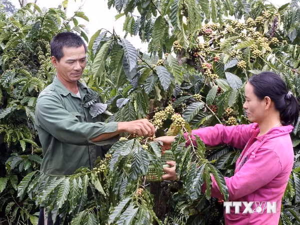 Les exportations de café bien transformé en forte croissance ảnh 1