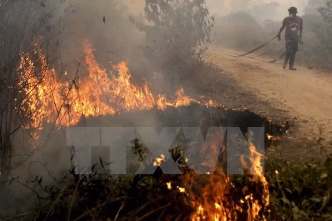 Incendies en Indonésie : le nombre de « points chauds » a diminué ảnh 1