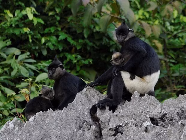 La protection de la faune de l’ASEAN au menu des experts ảnh 1