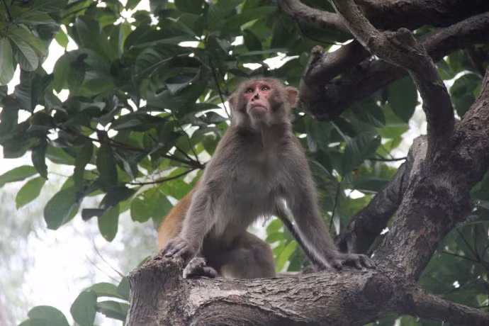 Préservation des animaux rares et précieux à Quang Ngai et Dong Nai ảnh 1