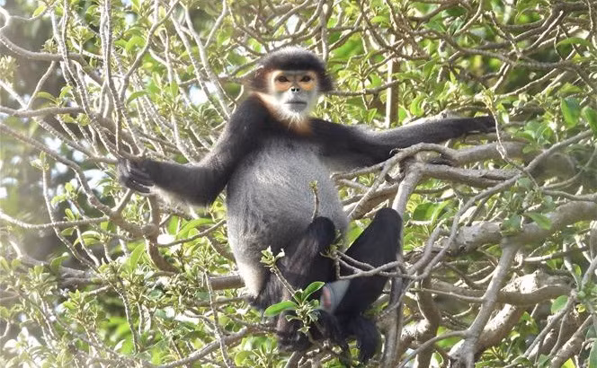 Préservation des animaux rares et précieux à Quang Ngai et Dong Nai ảnh 2