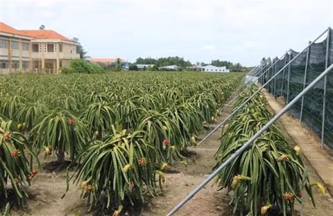 L’agriculture circulaire gagne du terrain dans le delta du Mekong ảnh 1