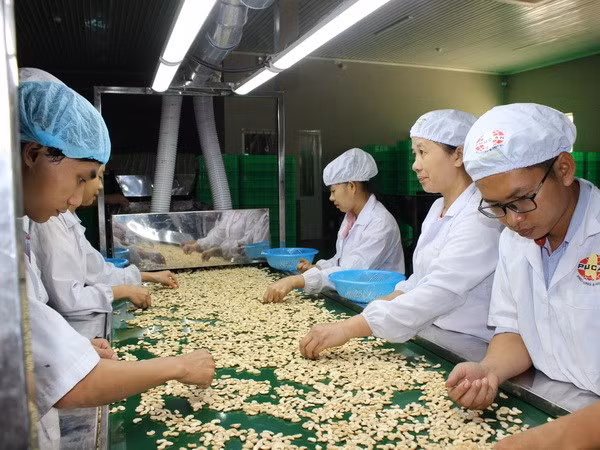 Janvier: exportations de ​plus de 3 mlds de dollars des produits agro-sylvico-aquatiques ảnh 1