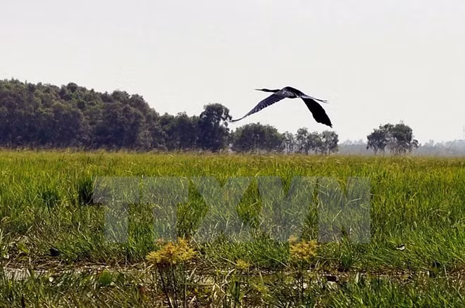 Plus de 2.000 Bec-ouverts indiens au parc national de Tram Chim ảnh 1