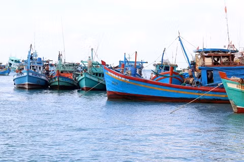 Le delta du Mékong développe son économie maritime ảnh 1