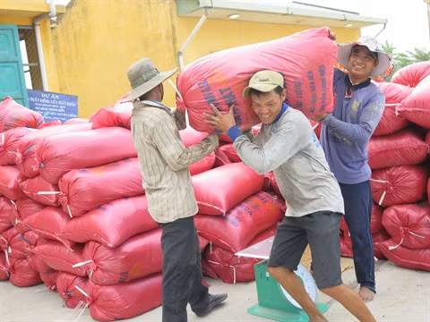 Difficile d’atteindre l’objectif d’export de riz pour 2016 ảnh 2