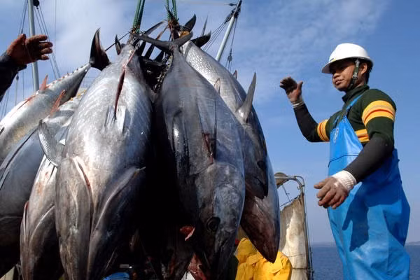 Les exportations nationales de thon vers le Japon poursuivent leur croissance ảnh 1 Les exportations nationales de thon vers le Japon poursuivent leur croissance ảnh 1