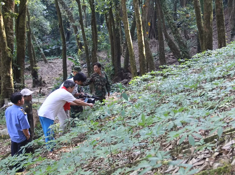 Le Vietnam ambitionne de devenir le premier producteur mondial de ginseng ảnh 1