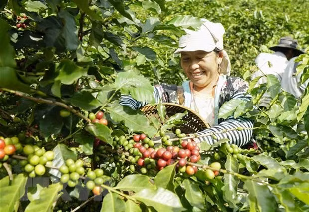 Vietnam-Allemagne: les entreprises de café exploitent des avantages de l'EVFTA ảnh 1