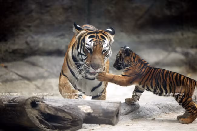 Le jardin zoologique et botanique de Saigon fête ses 150 ans ảnh 2