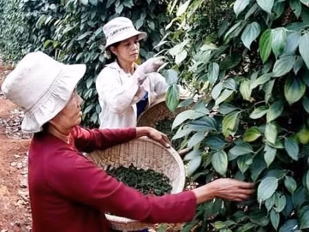 Les exportations de poivre sont en hausse ảnh 1