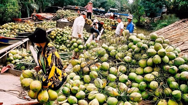 Produits à base de noix de coco : 30% des exportations de Bên Tre ảnh 1