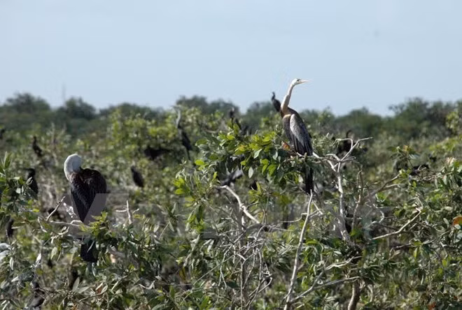 Le parc naturel de Prek Toal est devenu le 4e site Ramsar du Cambodge ảnh 1