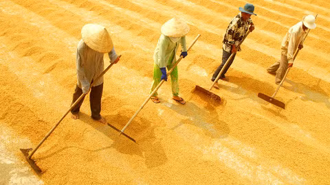 La production de riz estimée à 45,2 millions de tonnes ảnh 1
