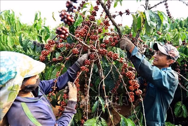 Le Vietnam a exporté pour près de 4,2 milliards de dollars de café en 2023 ảnh 2 Le Vietnam a exporté pour près de 4,2 milliards de dollars de café en 2023 ảnh 2