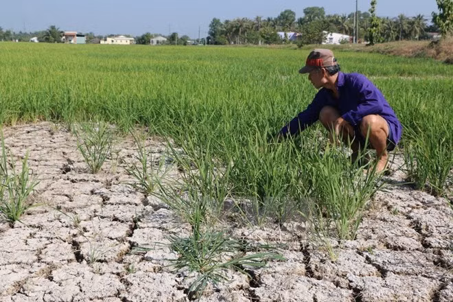 Sécheresse et salinisation : dégâts de près de 6.400 milliards de dongs ảnh 1 Sécheresse et salinisation : dégâts de près de 6.400 milliards de dongs ảnh 1