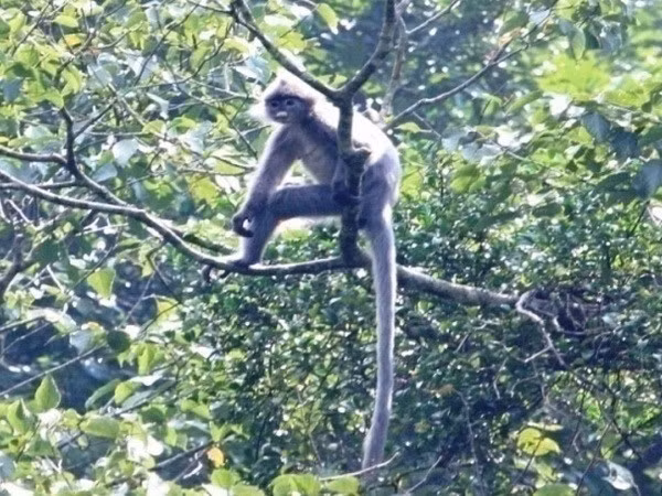 Thanh Hoa : un groupe de primates rares en passe de disparaître ảnh 1