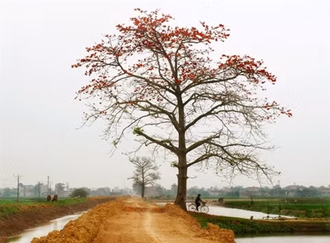 Des faubourgs de Hanoi à la couleur rouge ảnh 4 Des faubourgs de Hanoi à la couleur rouge ảnh 4