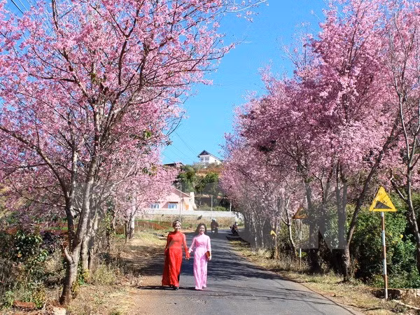 Hanoi va fêter les cerisiers en fleurs ảnh 1 Hanoi va fêter les cerisiers en fleurs ảnh 1