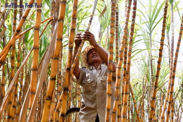 Le Cambodge inaugure la plus grande sucrerie d'Asie ảnh 1