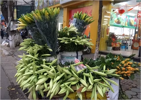 Le lys blanc, symbole du mois d’avril à Hanoi ảnh 1