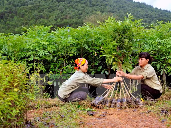 De bons acquis dans la stratégie de développement du secteur sylvicole du Vietnam ảnh 1