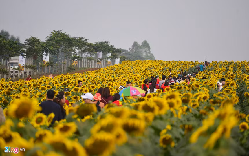 Bientôt le 2e Festival du tournesol de Nghê An ảnh 1 Bientôt le 2e Festival du tournesol de Nghê An ảnh 1