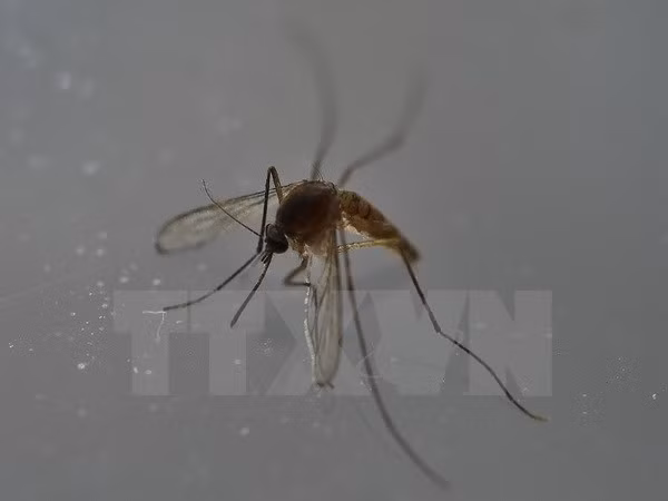 Ho Chi Minh-Ville : découverte de 6 nouveaux cas de virus Zika ảnh 1 Ho Chi Minh-Ville : découverte de 6 nouveaux cas de virus Zika ảnh 1
