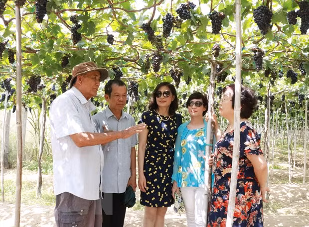 Ninh Thuan : le nombre de touristes multiplié par trois pendant les cinq jours fériés ảnh 1