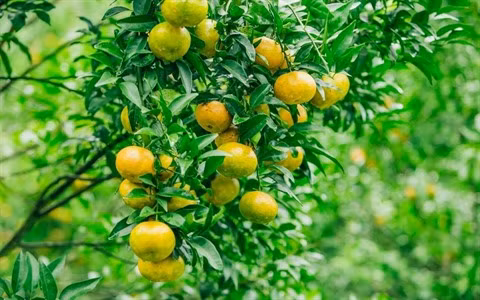  Lang Son ou le royaume des mandarines ảnh 2