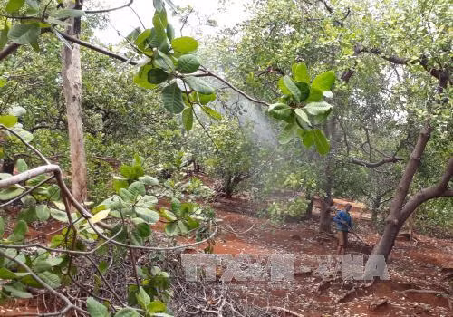 Un groupe néerlandais veut investir à la culture d’anacardiers propres à Binh Phuoc ảnh 1 Un groupe néerlandais veut investir à la culture d’anacardiers propres à Binh Phuoc ảnh 1