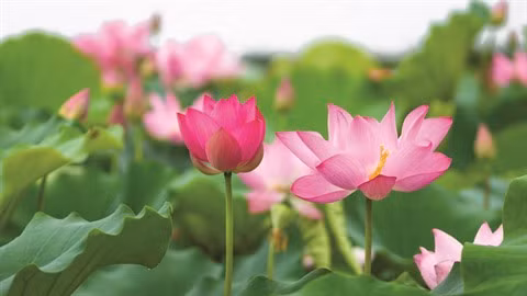 Prolonger la vie des fleurs ảnh 2