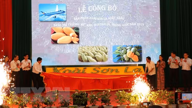 La mangue de Son La est exportée vers des marchés exigeants ảnh 1