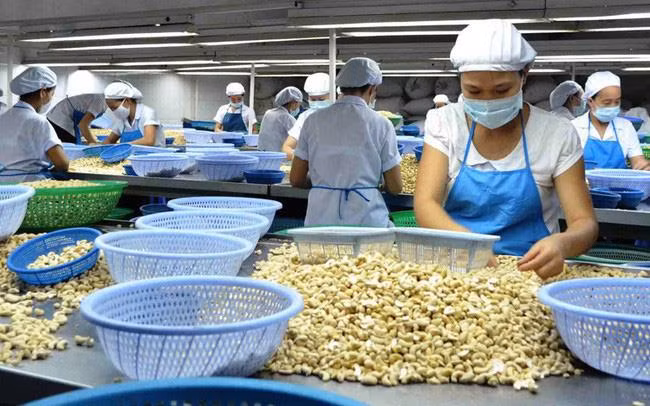 Montée en flèche des exportations nationales de noix de cajou vers la Chine ảnh 1