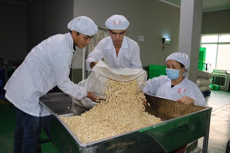 Bond des exportations de la noix de cajou en Chine ảnh 1