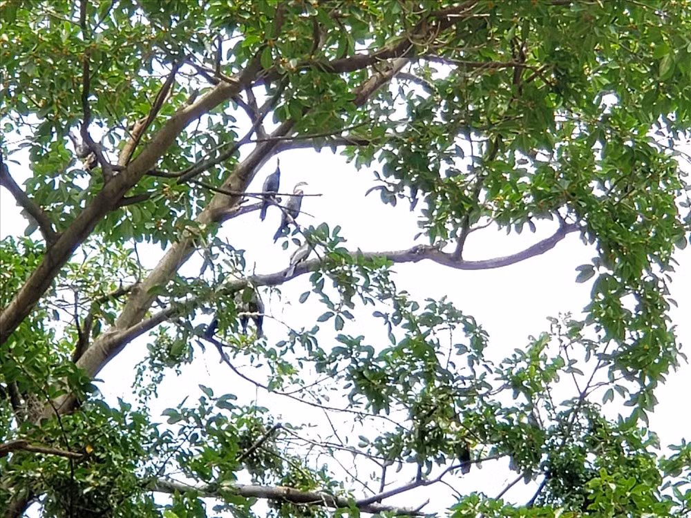 Découverte des "oiseaux-serpents" dans la province de Dong Nai ảnh 1 Découverte des "oiseaux-serpents" dans la province de Dong Nai ảnh 1
