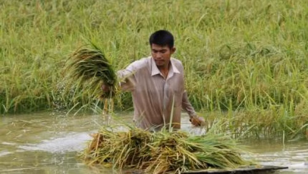 Le PM cambodgien appelle à une diversification du marché à l’export du riz ảnh 1