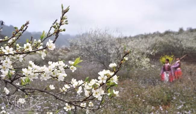Le festival des fleurs de bauhinie 2019 démarre à Son La ảnh 1